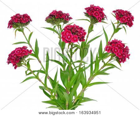 Dianthus barbatus flower isolated on white background