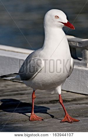 Beautiful Australian Seagull (Silver Gull) closeup. Standing on a timber wharf at Toronto Lake Macquarie New South Wales Australia.