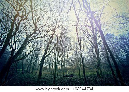 Magical dark and mysterious forest. Nature in the foggy woods.