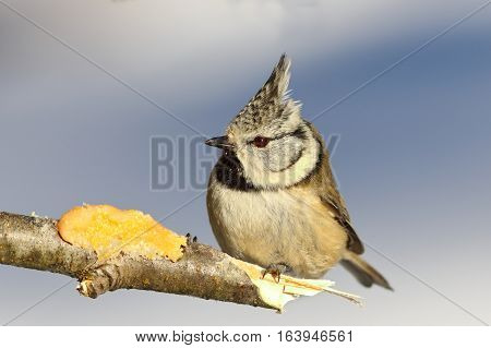 european crested tit perched on a twig at lard feeder ( Lophophanes cristatus )