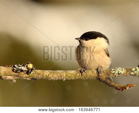 tiny coal tit perched on branch out of focus background ( Parus ater )