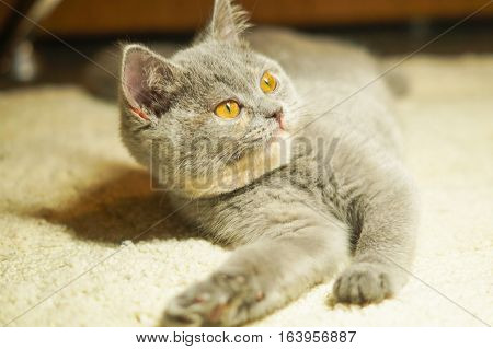 gray Scottish kitten lies on a white carpet and looks questioningly stretching legs