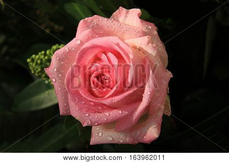 Big pink rose with water drops after a rainshower