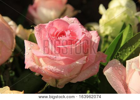 Big pink rose with water drops after a rainshower