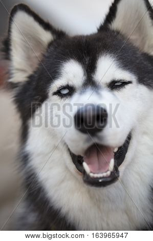 Black and White Siberian Huskey Face Close Up