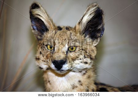 Leptailurus serval big cat head shot closeup