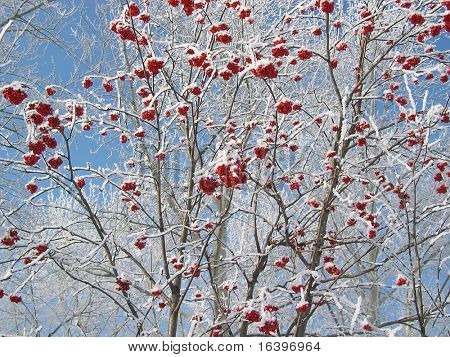 Ashberry