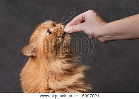Haustier