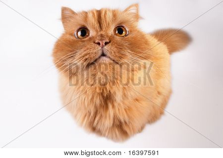 Katze