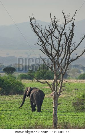 Elefante nella savana africana