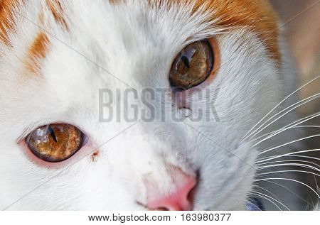 Deep look of a baby cat, orange eyes