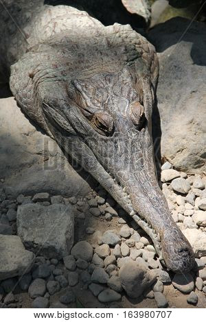 Head of crocodile with jaws extended close-up.