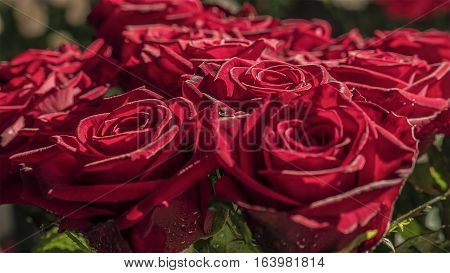 Beautiful fresh red roses in a bouquet