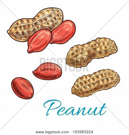 Peanut sketch of shelled nut kernel and fresh groundnut in shell. Snack food packaging, vegetarian nutrition, farm market design