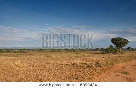 Savana africana