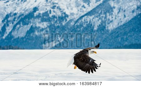 Bald Eagle ( Haliaeetus Leucocephalus Washingtoniensis ) In Flight. Alaska In Snow