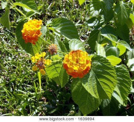 Orangelantana4