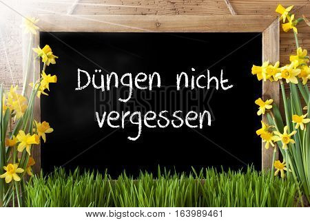 Blackboard With German Text Duengen Nicht Vergessen Means Do Not Forget To Dung. Sunny Spring Flowers Nacissus Or Daffodil With Grass. Rustic Aged Wooden Background.