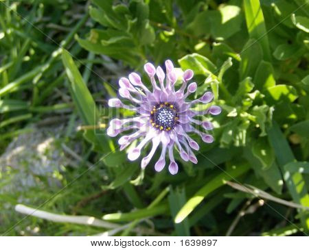 Purpleflower