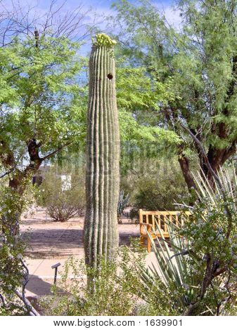 Saguaro1