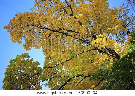 maple sky blue yellow gold stem branches reflection autumn