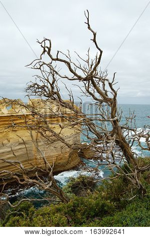 Dead tree facing the Tasman Sea and the Bass Strait in Victoria, Australia