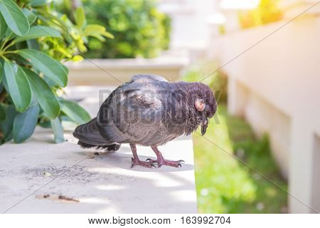 Sick pigeon Bird On The floor in garden.