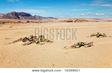 Niesamowite pustynia roślina, życia kopalnych Welwitschia Mirabilis pustyni Namib.