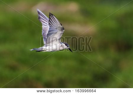 Whiskered tern in Arugam bay lagoon, Sri Lanka ;specie Chlidonias hybrida family of Laridae