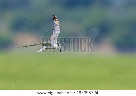 Whiskered tern in Arugam bay lagoon, Sri Lanka ;specie Chlidonias hybrida family of Laridae