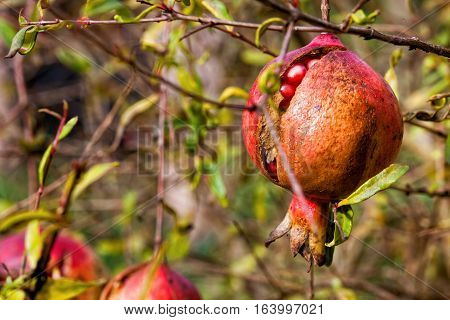 Pomegranate, fruit and plant. The pomegranate, botanical name Punica granatum, is a fruit-bearing deciduous shrub or small tree in the family Lythraceae that grows between 5 and 8 m (16 and 26 ft) tall.