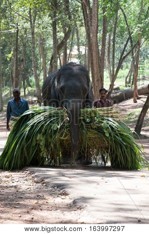 Elephant carries an armful of green under the supervision gadman at Kottoor Kappukadu Elephant Rehabilitation Centre, 24 October 2016, Kerala India