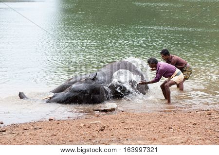 Bathing time for elephant in a lake with gadman at Kottoor Kappukadu Elephant Rehabilitation Centre, 24 October 2016, Kerala India