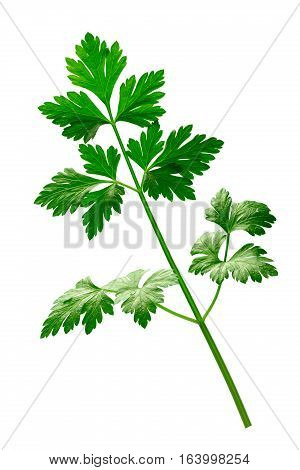 Parsley (petroselinum Crispum), Paths