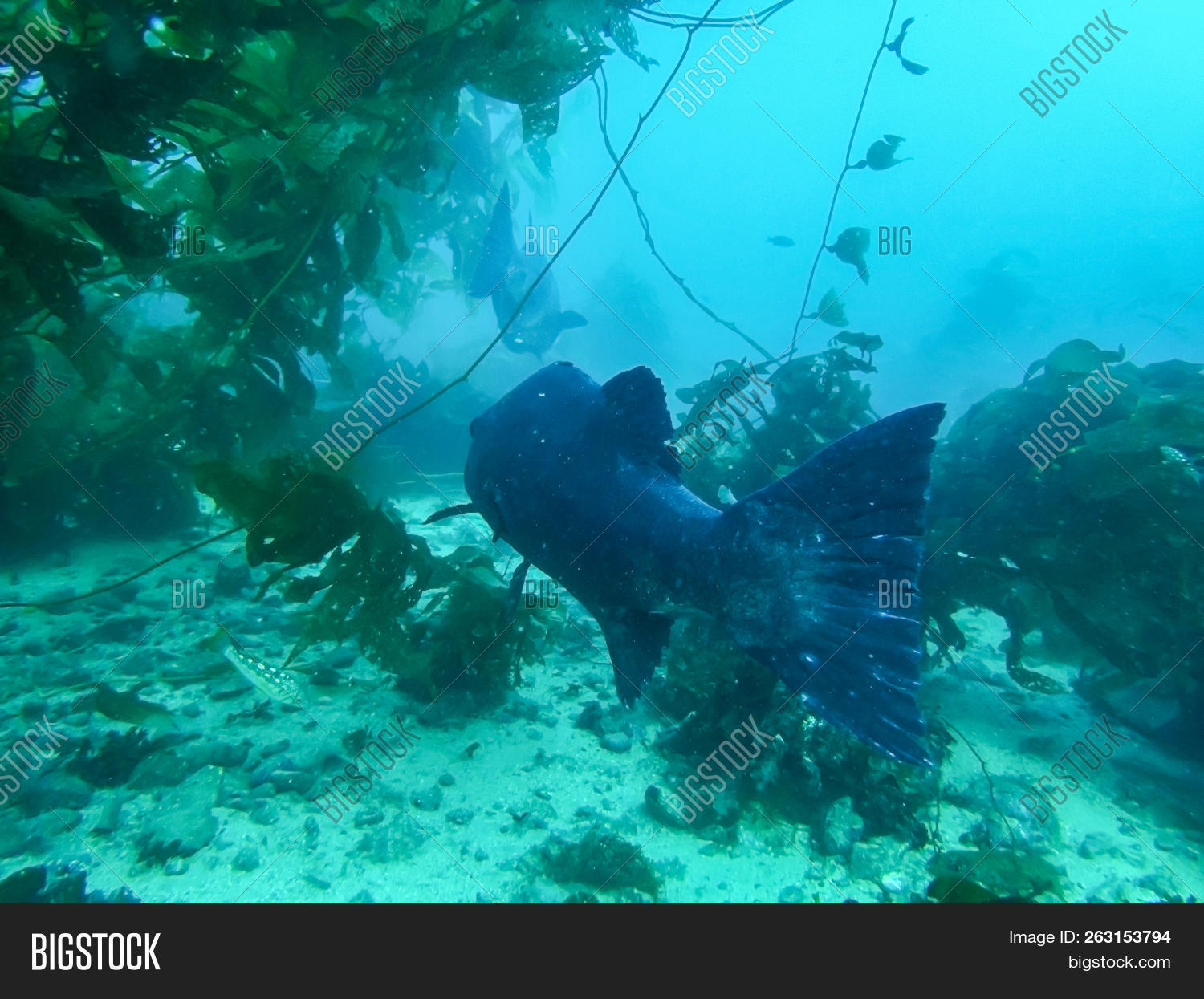 Giant Sea Bass Image & Photo (Free Trial) Bigstock