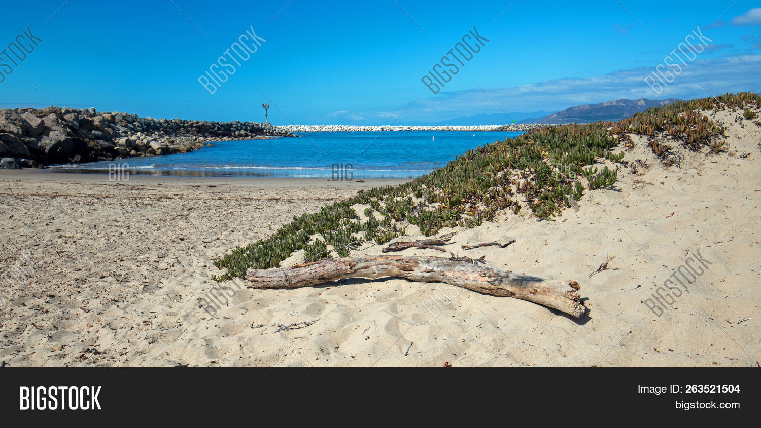 Driftwood On Surfers Image & Photo (Free Trial) Bigstock