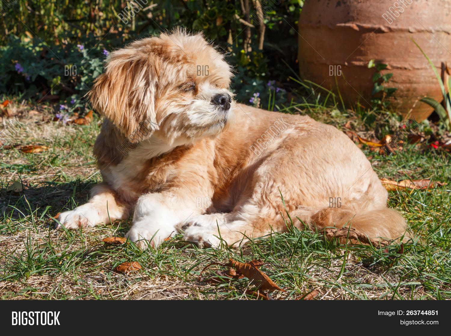 lhasa apso red