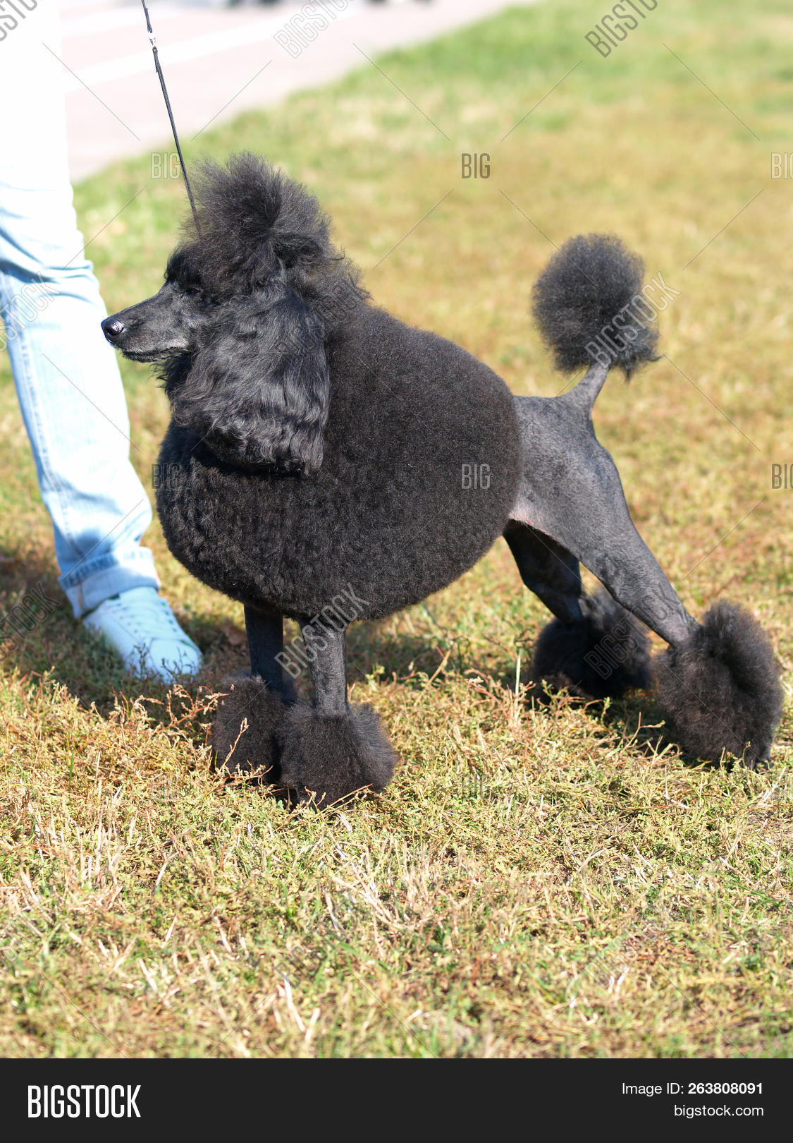 black medium poodle