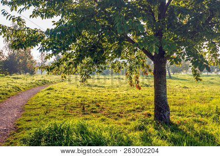 Backlit Image Of A Tree Silhouette In Early Morning Sunlight. The Tree Grows In A Dutch Park With Ot