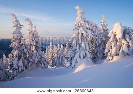 Snow covered spruce trees in mountain forest. Winter landscape in sunny morning. Snow drifts after snowfall and storm