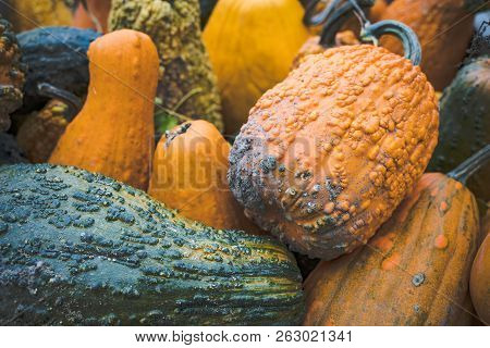 Colorful Pumpkin Squash And Goards In Colors Of Oranges, Greens And Yellows