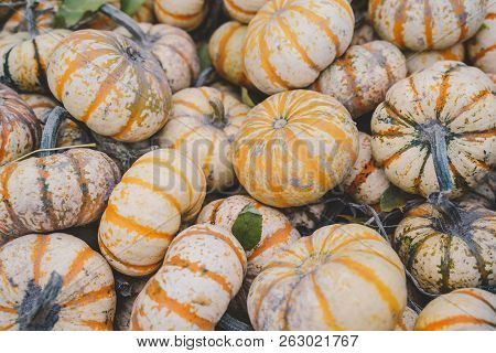 Beautiful Colorful White Striped Pumpkins (real), Many Pumpkins Useful For Backgrounds