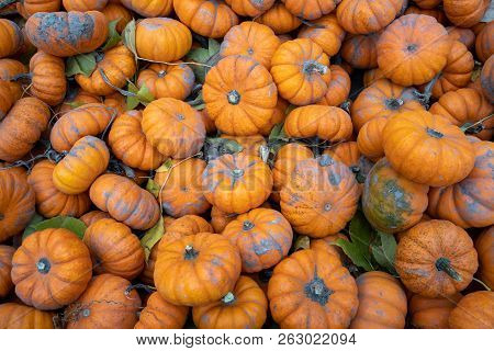 Bright Small Tiny Orange Pumpkins, Useful For Backgrounds