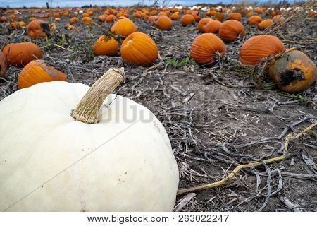 Giant White Pumpkin In A Pumpkin Patch Field. Orange Pumpkins In Background