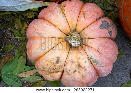 Pretty Light Orange Pink Pumpkin (real) And Leaves. Useful For Backgrounds