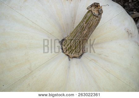 Close Up Abstract Large White Pumpkin And Stem. Pumpkin Is Real