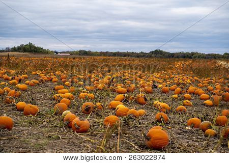 Pumpkins As Far As The Eye Can See In A Pumpkin Patch In October