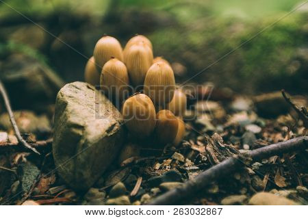 Many Dangerous Inedible Mushrooms In A Dark Forest. Poisonous Mushrooms, Hazardous To Health