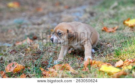 Three Weeks Mixed Breed Puppy On A Grass In Autumn