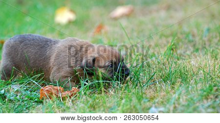 Three Weeks Mixed Breed Puppy On A Grass In Autumn